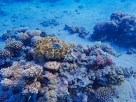 An underwater scene featuring a diverse array of corals and marine life on the ocean floor. The corals vary in shape and color, including branching and brain coral, with hues of yellow, pink, and purple. The water has a deep blue tint, providing a serene and vibrant atmosphere.