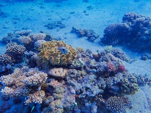 An underwater scene featuring a diverse array of corals and marine life on the ocean floor. The corals vary in shape and color, including branching and brain coral, with hues of yellow, pink, and purple. The water has a deep blue tint, providing a serene and vibrant atmosphere.