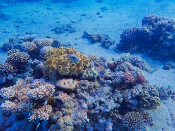 An underwater scene featuring a diverse array of corals and marine life on the ocean floor. The corals vary in shape and color, including branching and brain coral, with hues of yellow, pink, and purple. The water has a deep blue tint, providing a serene and vibrant atmosphere.