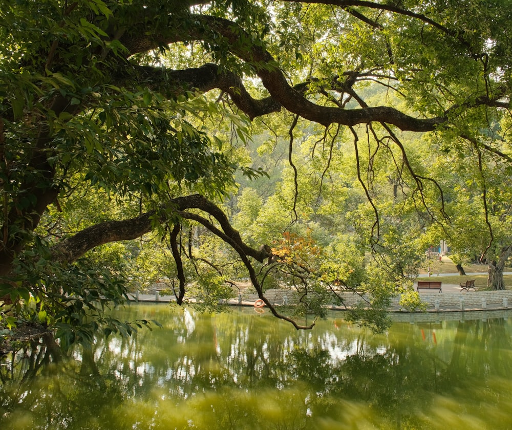 a pond surrounded by trees with a bench in the background