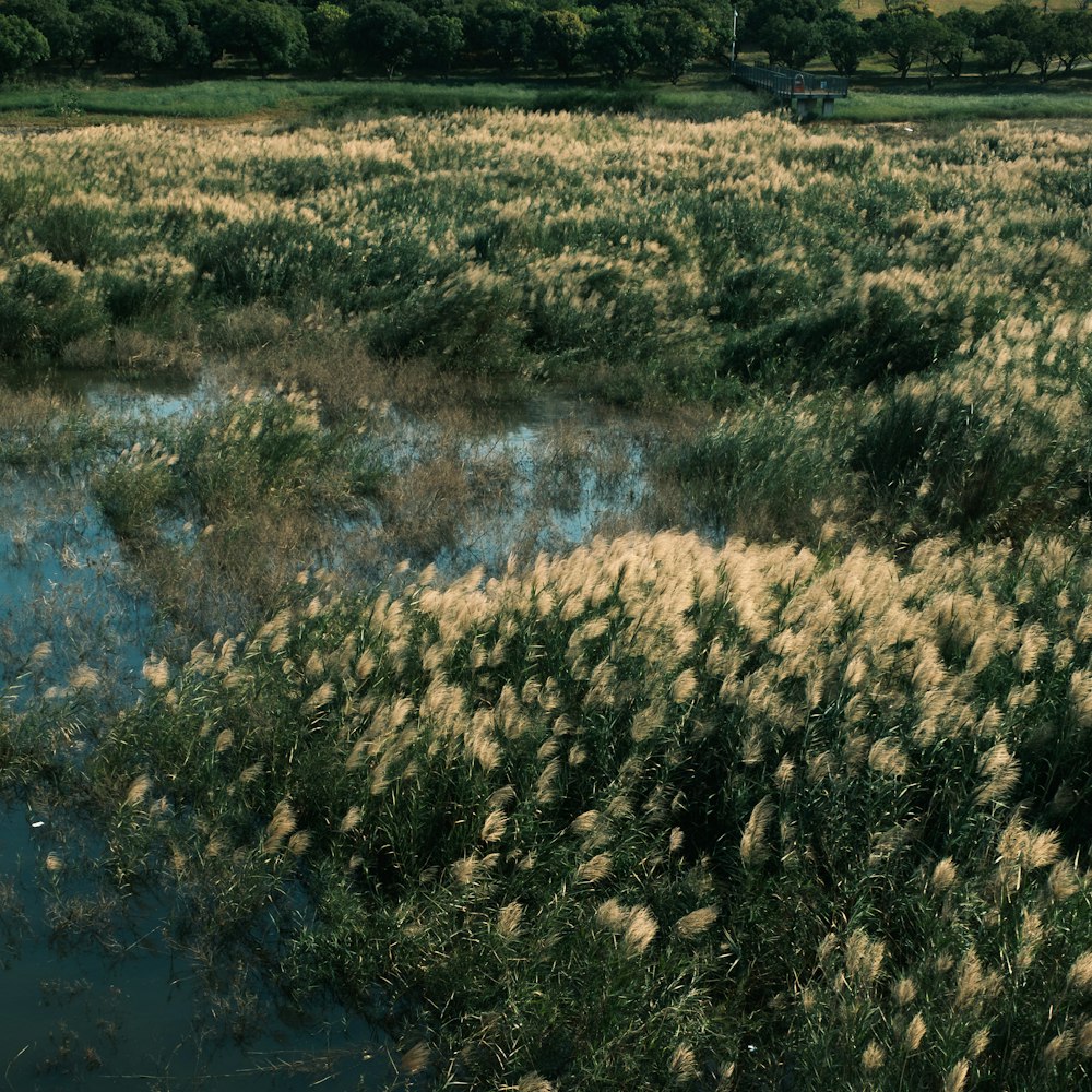 a large field of grass and water with trees in the background