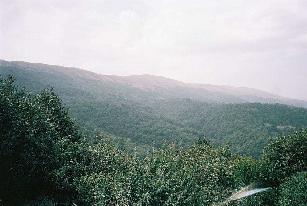 a lush green forest filled with lots of trees