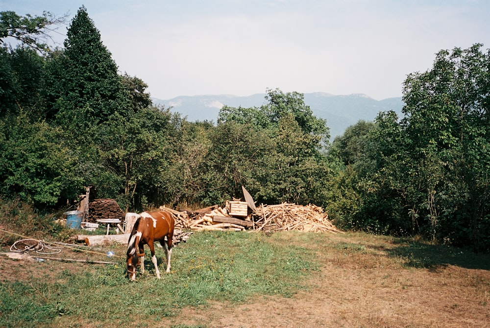 a horse grazing in a field with trees in the background