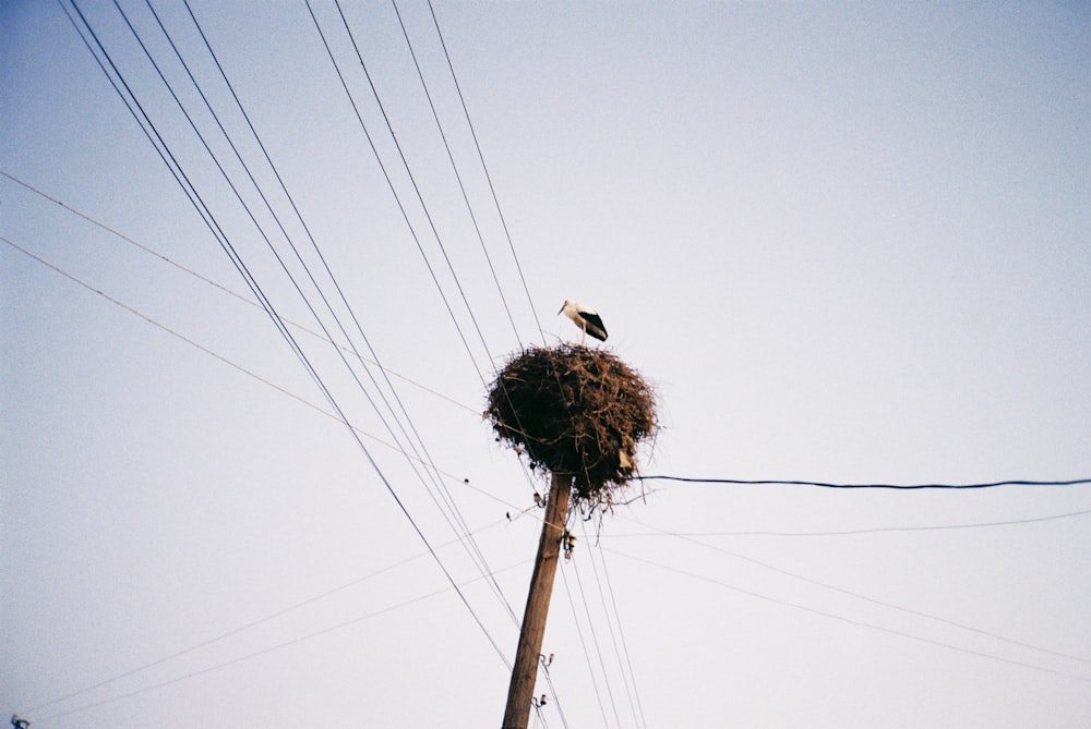 a bird sitting on top of a nest on top of a telephone pole