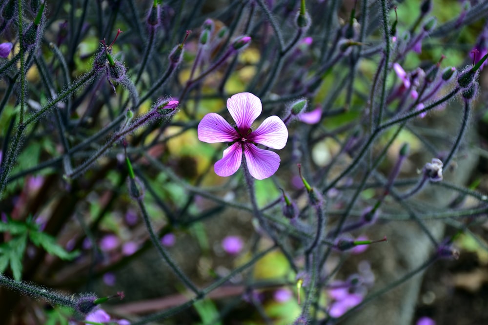 Une petite fleur violette assise sur une plante verte luxuriante