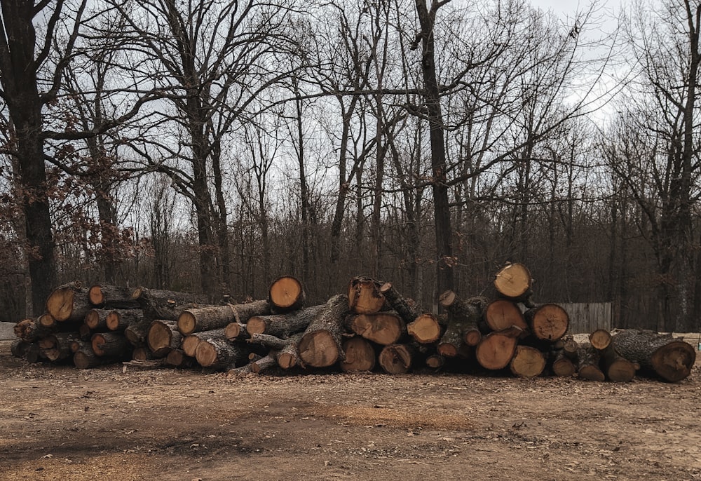 a pile of wood sitting in the middle of a forest