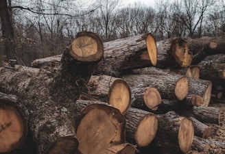 Large logs are piled in a wooded area under an overcast sky. The logs show the circular patterns of cut tree trunks, with rough bark still visible on the outside. Bare trees fill the background, suggesting a winter or late autumn setting.
