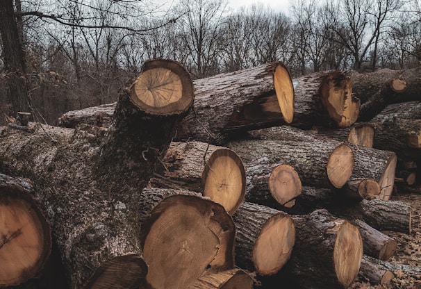 Large logs are piled in a wooded area under an overcast sky. The logs show the circular patterns of cut tree trunks, with rough bark still visible on the outside. Bare trees fill the background, suggesting a winter or late autumn setting.