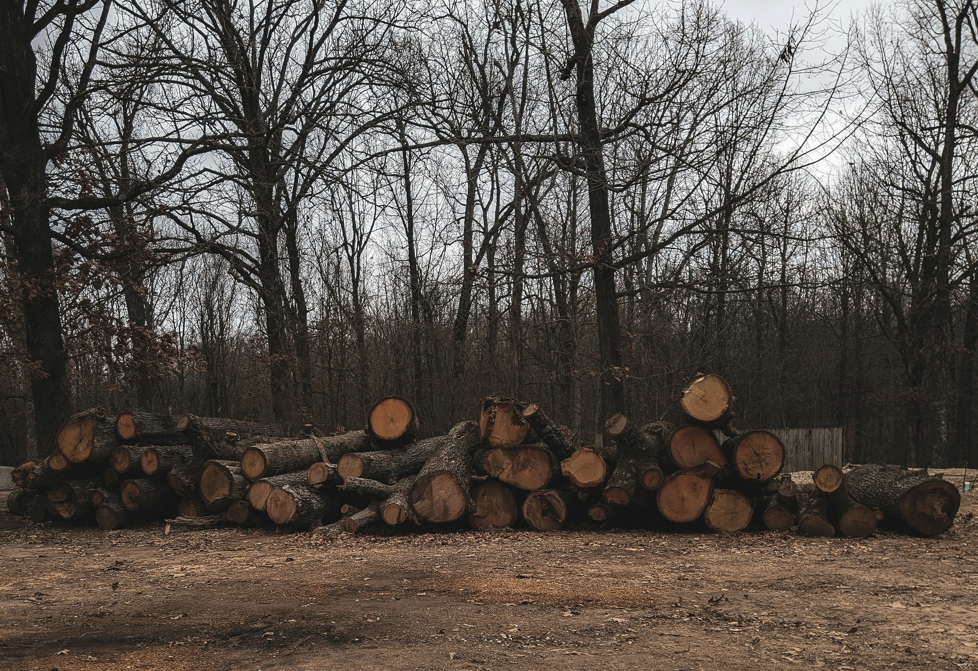 a pile of wood sitting in the middle of a forest