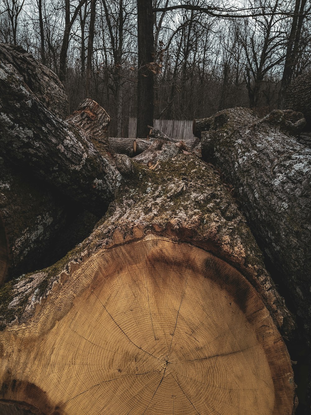 a tree that has been cut down in the woods