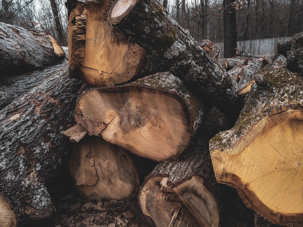 a pile of cut down trees in a forest