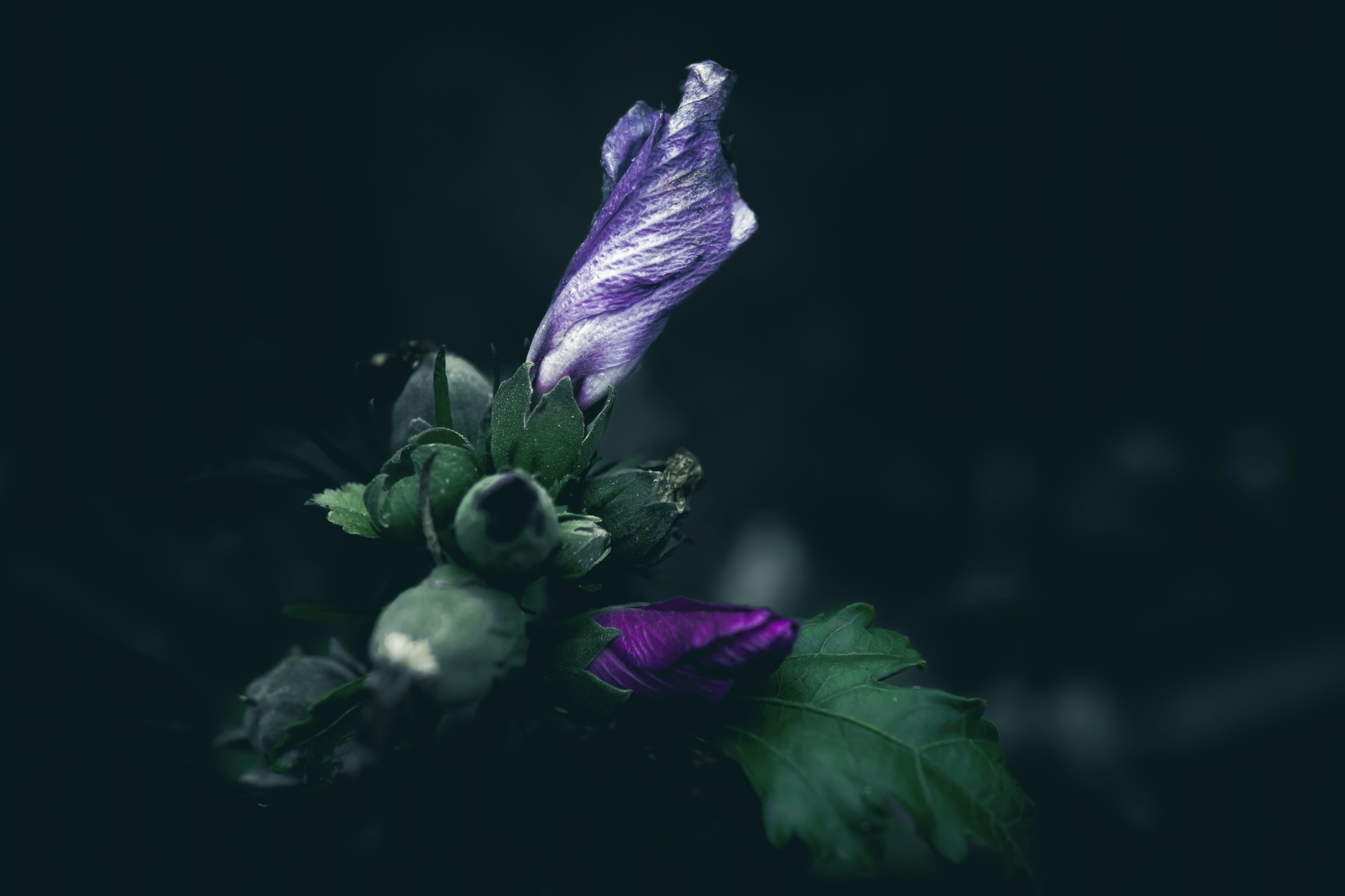a purple flower with green leaves on a black background