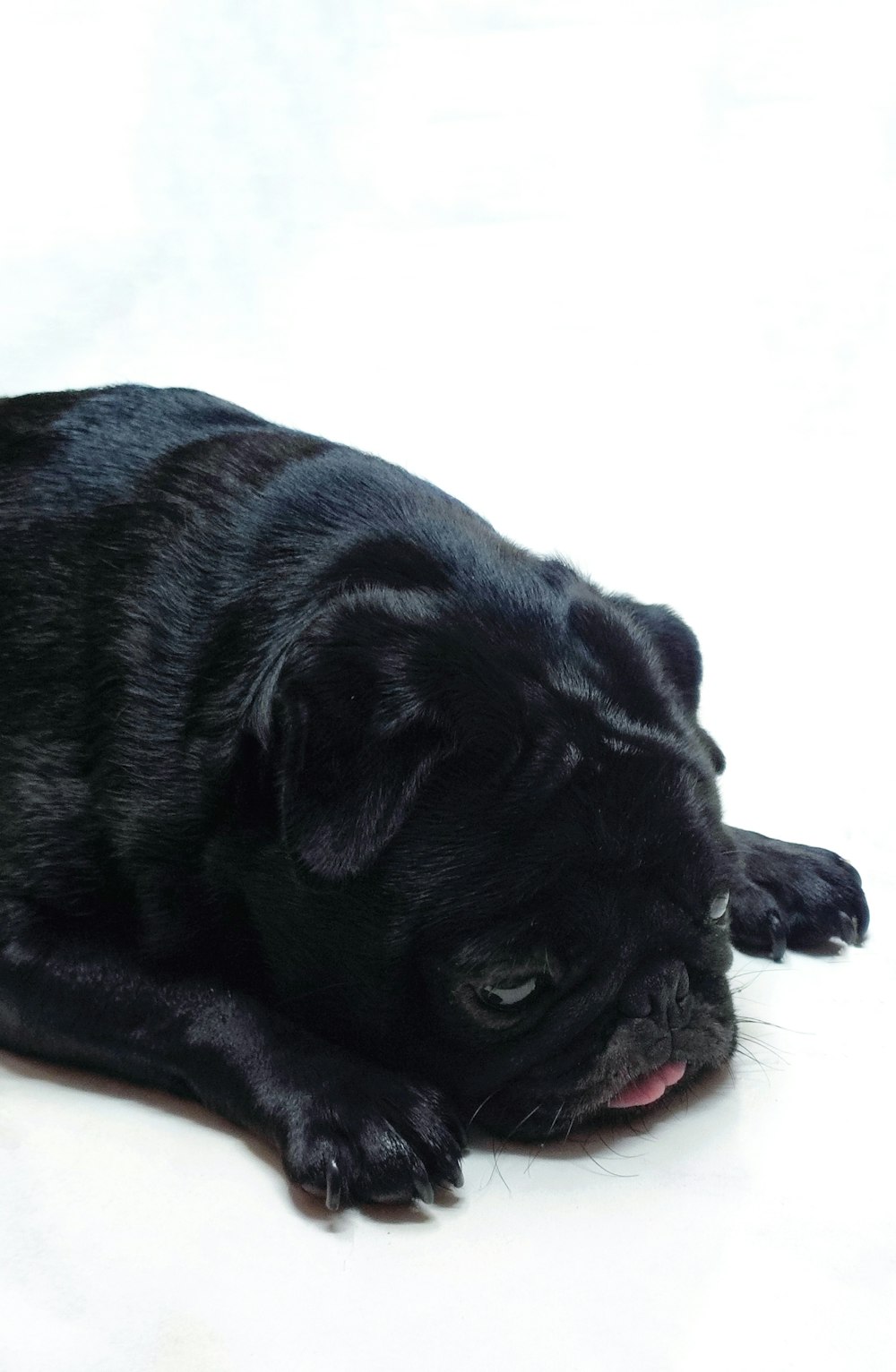 a black pug dog laying on a white surface