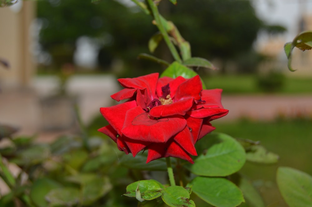 a red rose is blooming in a garden