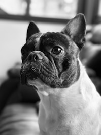 A close-up, black and white photograph of a French Bulldog. The dog has large, expressive eyes and a short snout, with distinctive bat-like ears. The lighting highlights the texture of the dog's fur and the soft shadows around its face.