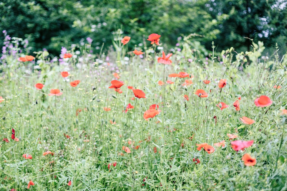 a field full of red flowers with trees in the background