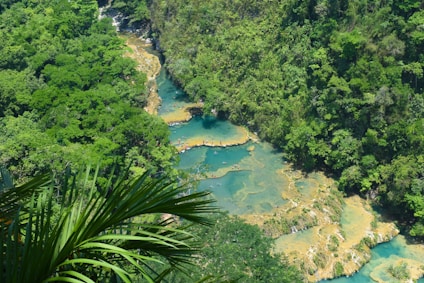 a river in the middle of a lush green forest