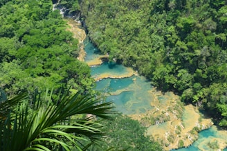 a river in the middle of a lush green forest
