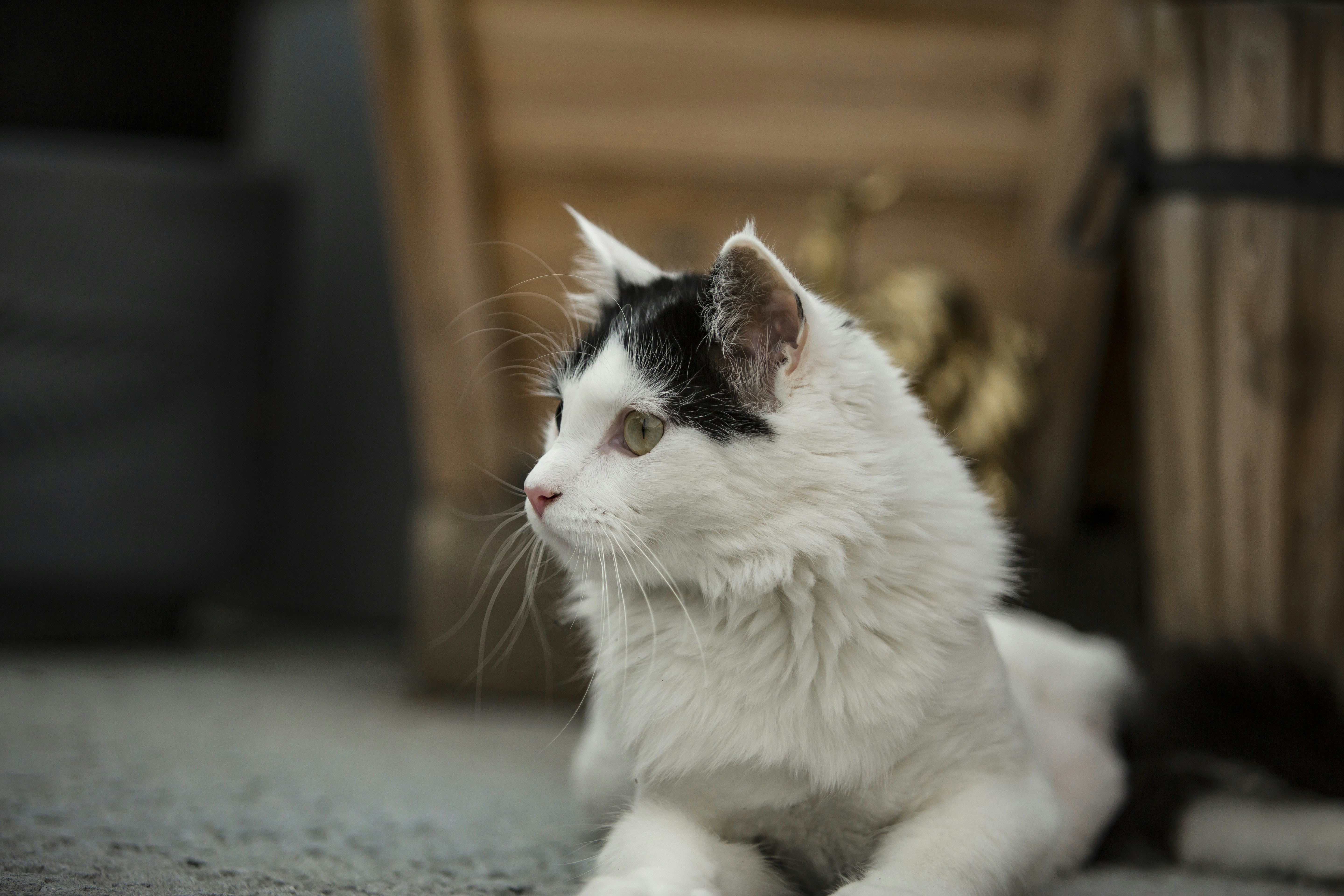 Photo by leo_visions_