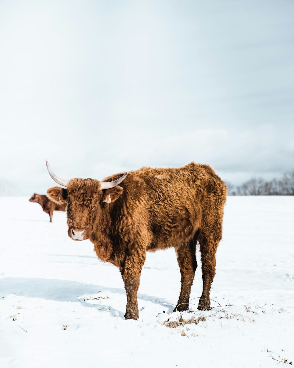 uma vaca marrom em pé em um campo coberto de neve