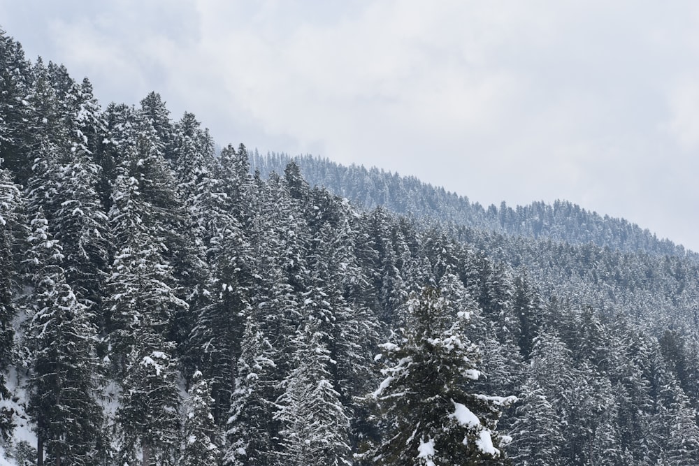 a snow covered mountain covered in lots of trees