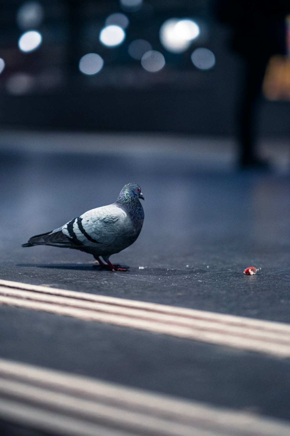 a pigeon sitting on the ground next to a street