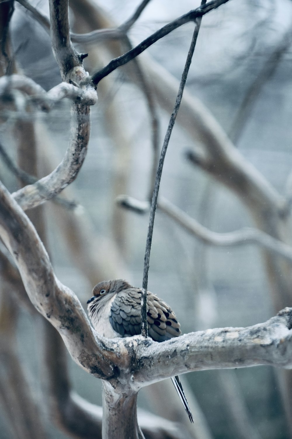 木の枝にとまる小鳥