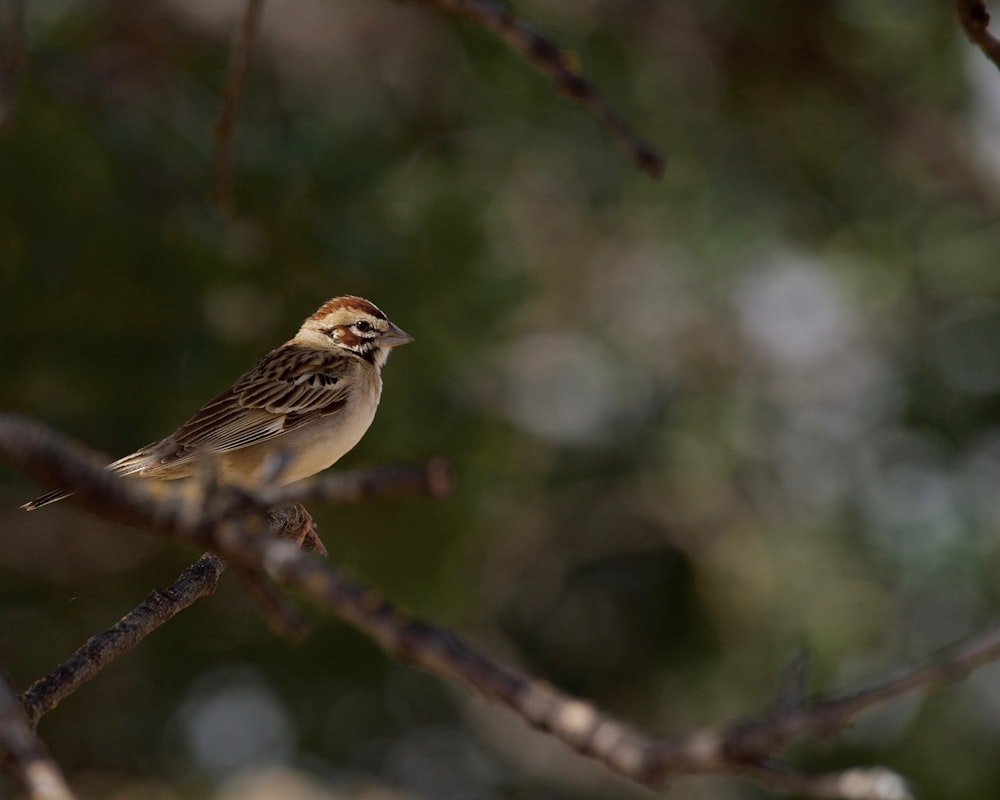 a small bird perched on a tree branch