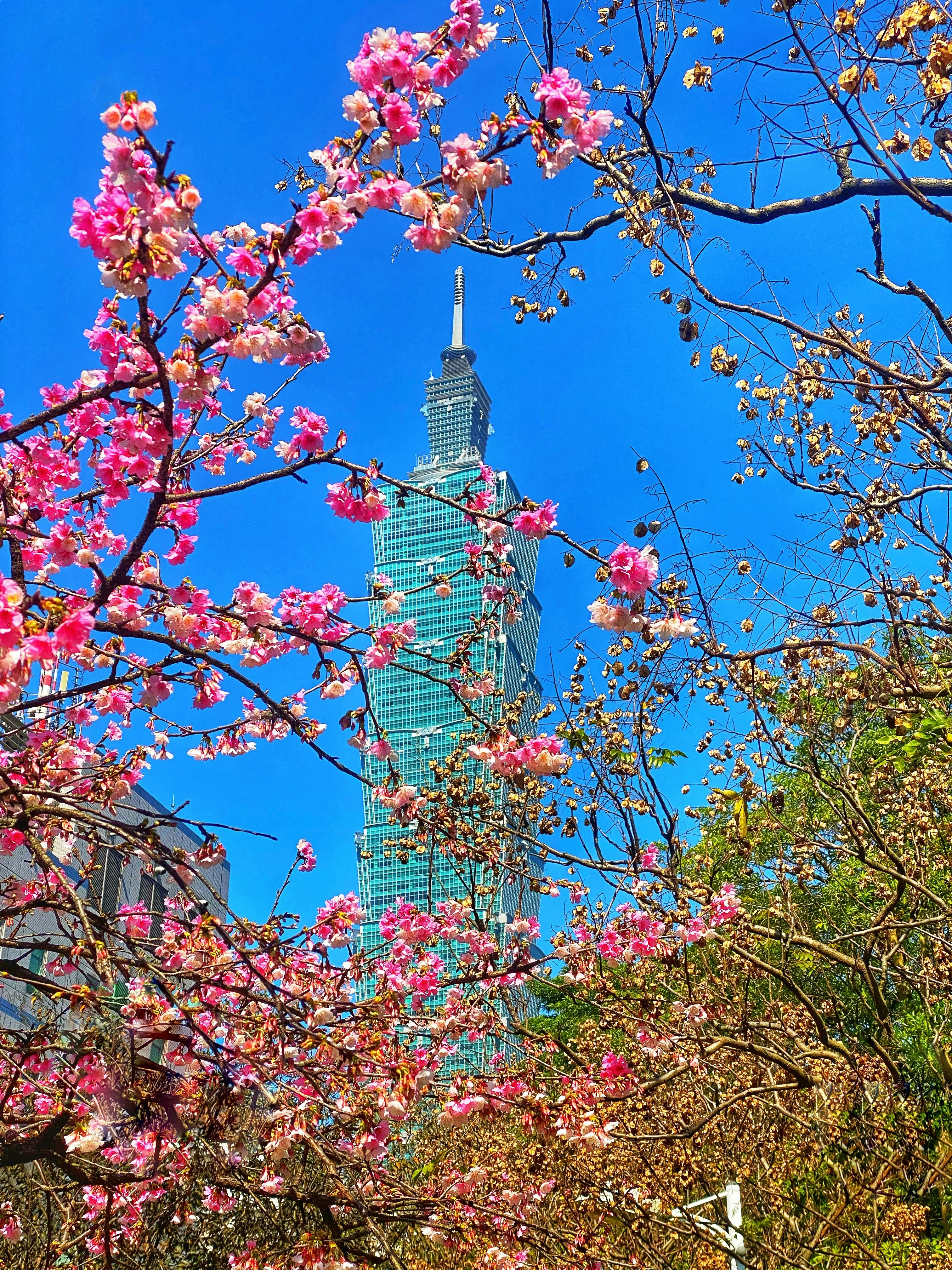 a view of a tall building through the trees
