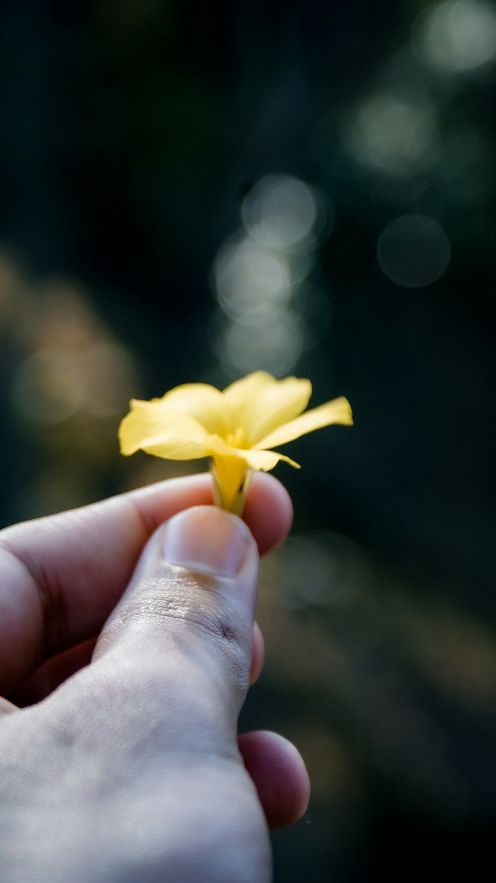 a person holding a yellow flower in their hand