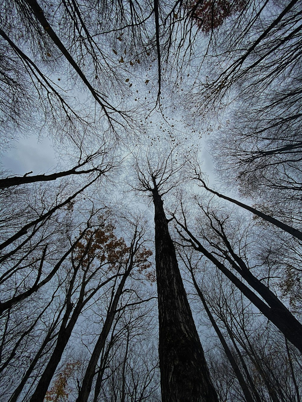 a group of tall trees standing next to each other