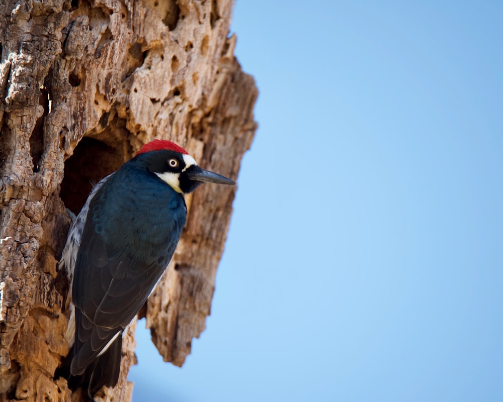 a bird with a red head sitting on a tree