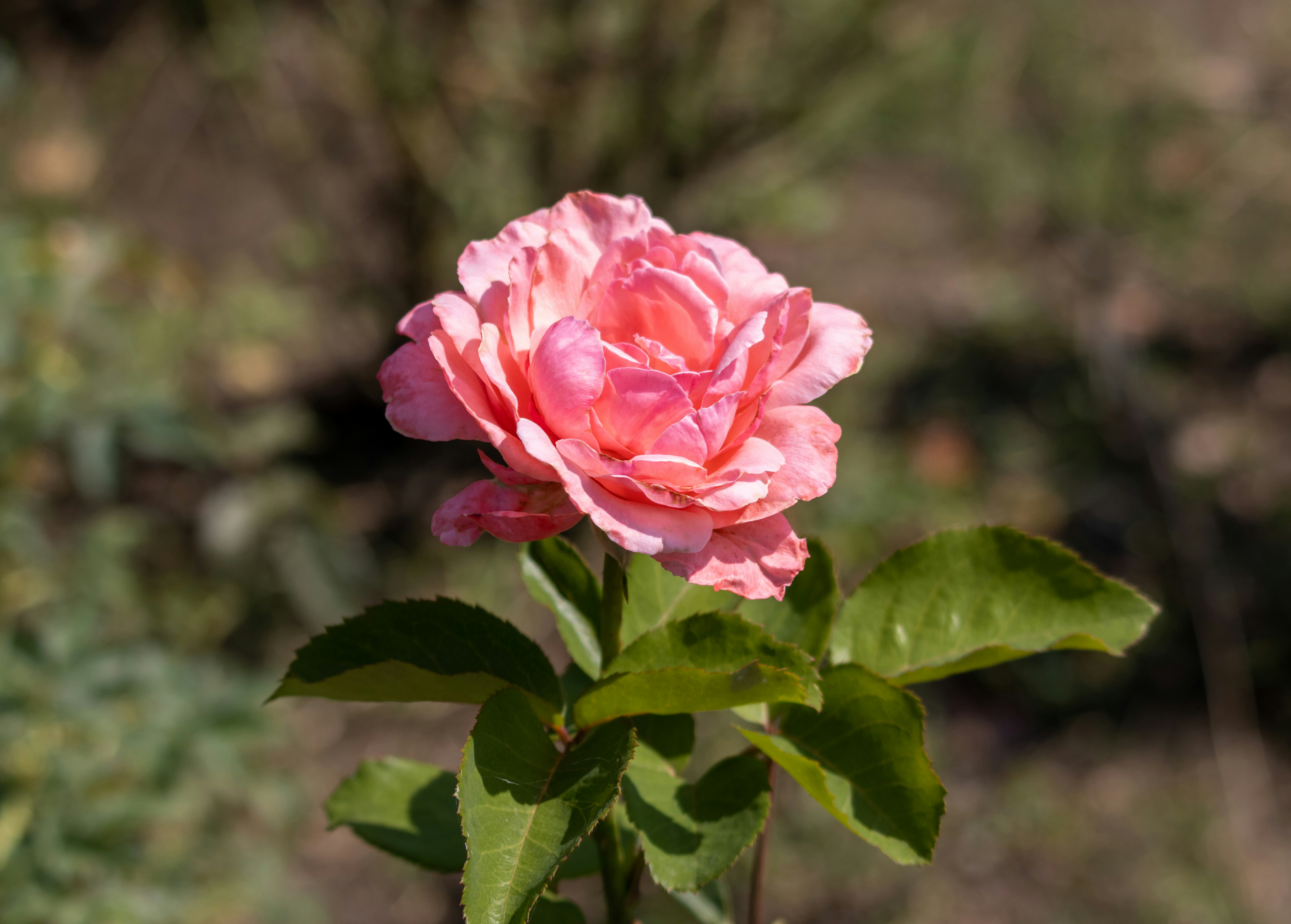 a single pink rose blooming in a garden