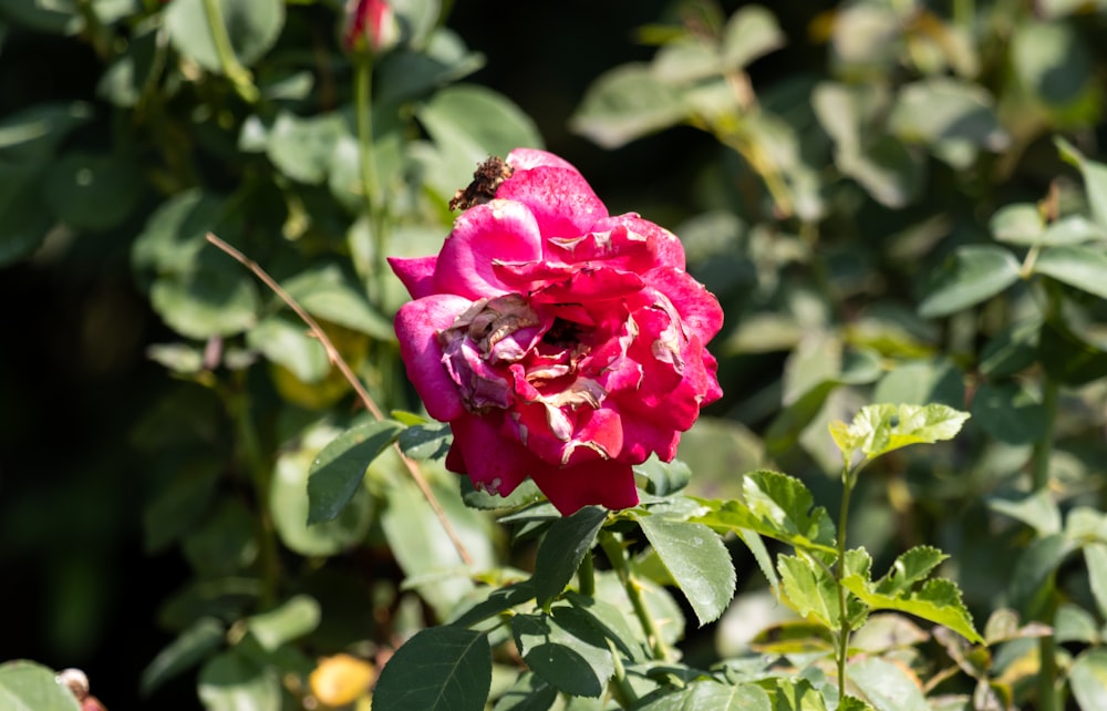 a pink flower with a bee in the middle of it