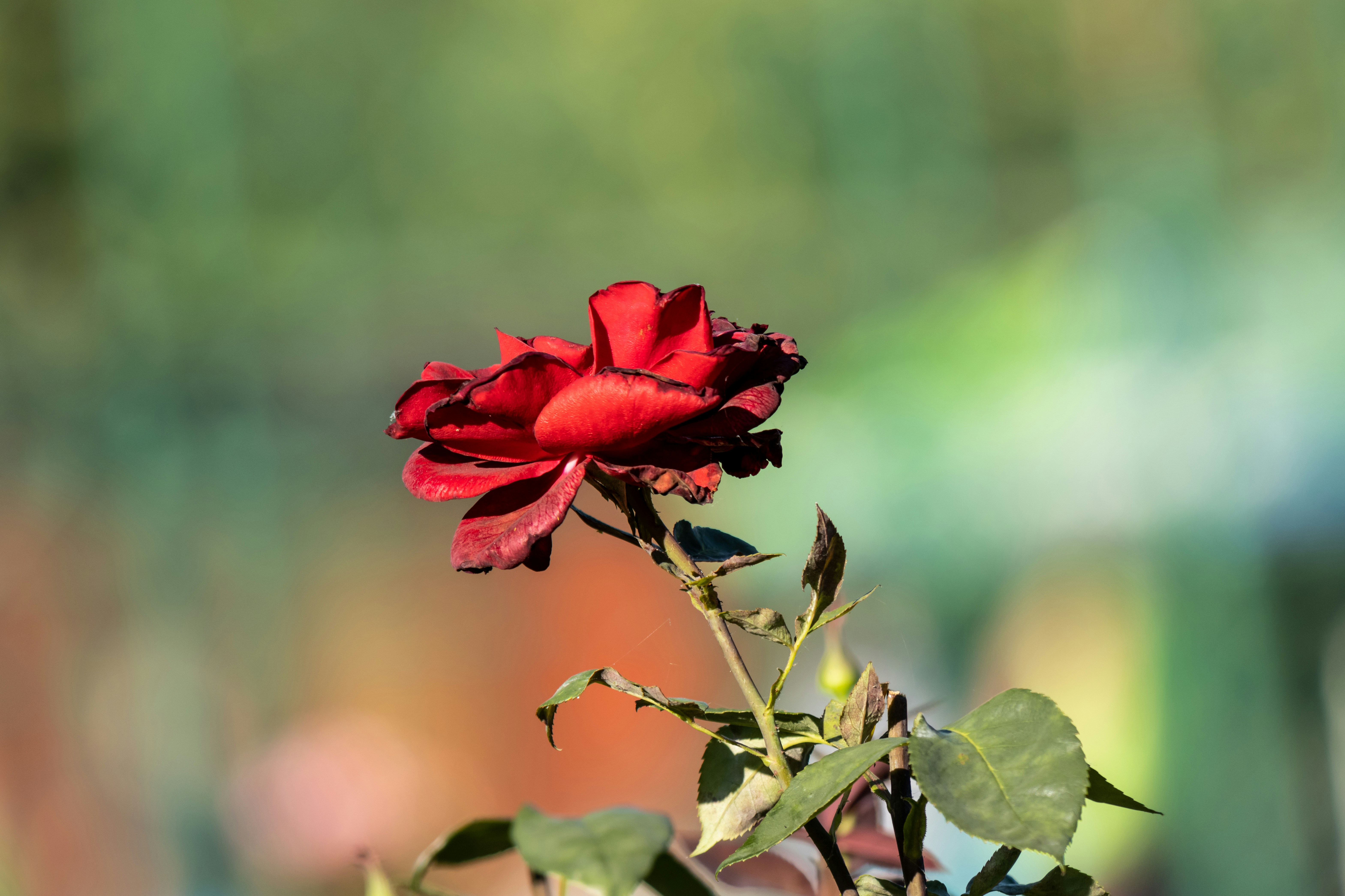 Photo by mechaowlstudios