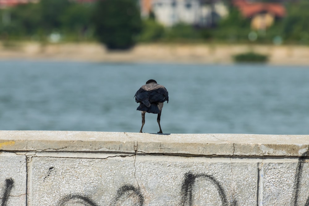 a black bird sitting on top of a cement wall