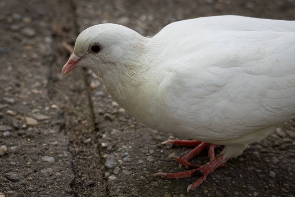 a white bird is standing on the ground
