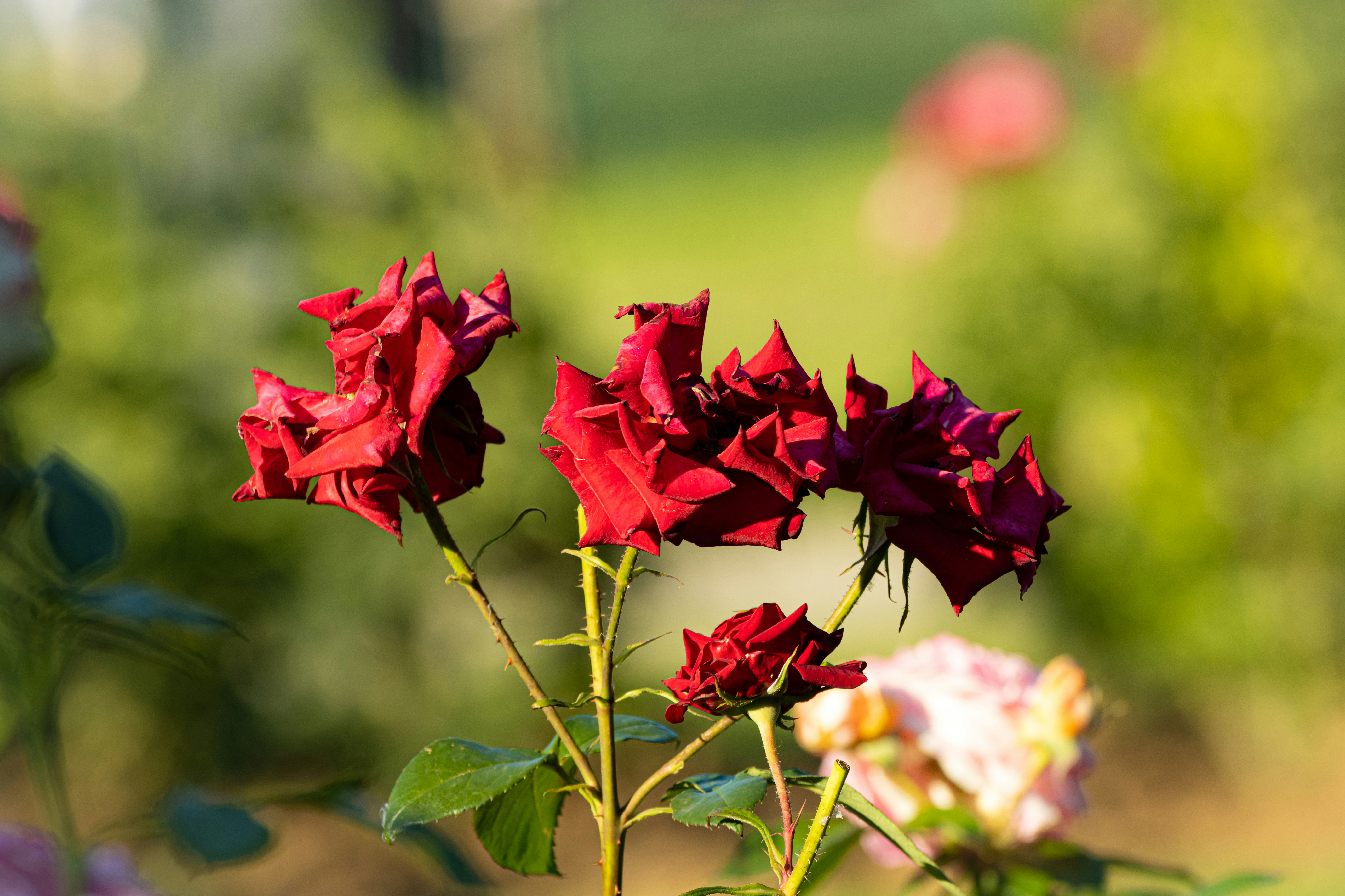 Photo by mechaowlstudios