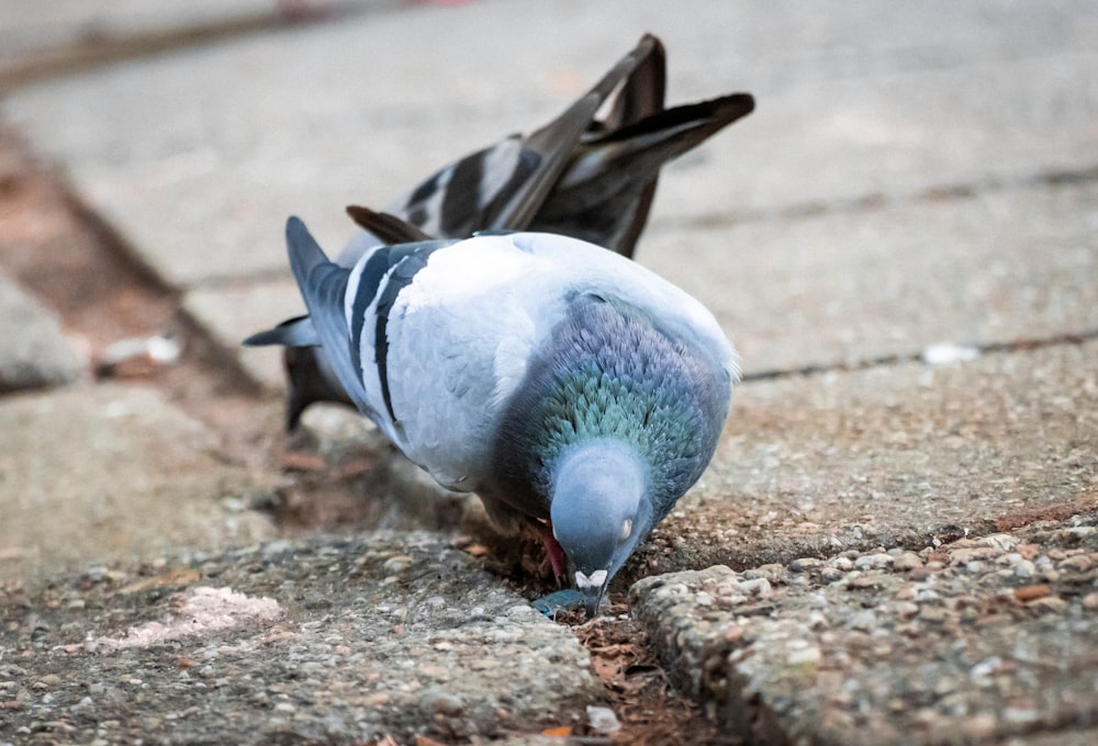 a pigeon pecking at something on the ground
