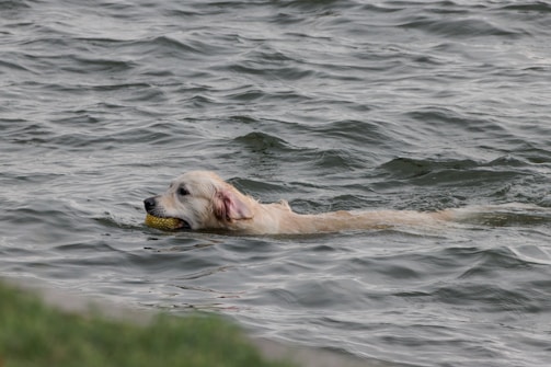 A golden retriever swims in a body of water holding a yellow ball in its mouth. The water appears calm and rippled, with the dog's head and part of its body visible above the surface. Some green grass is present in the foreground.