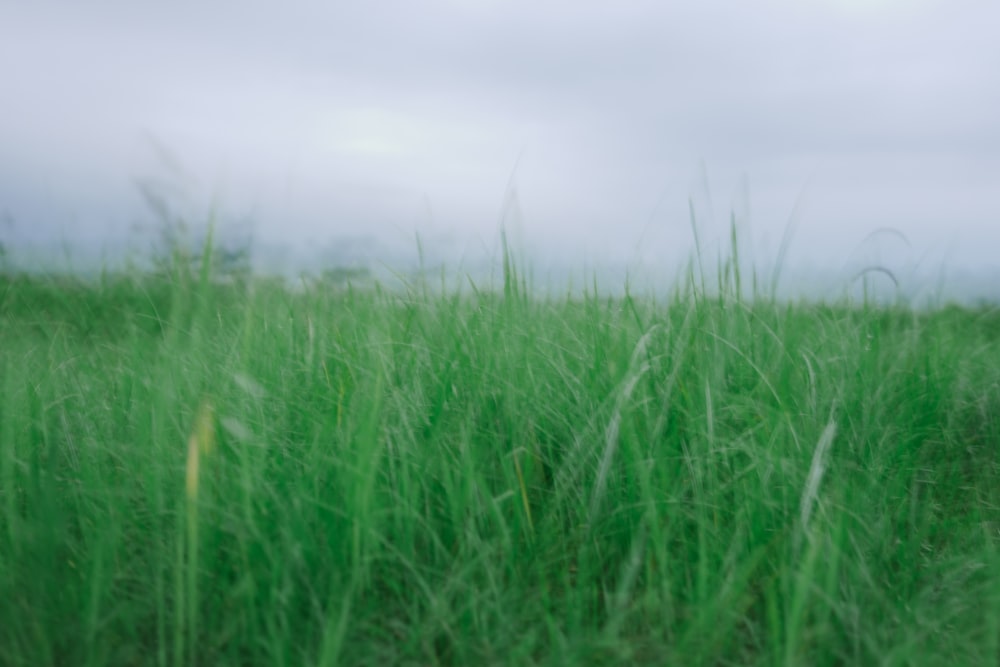 a blurry photo of a grassy field
