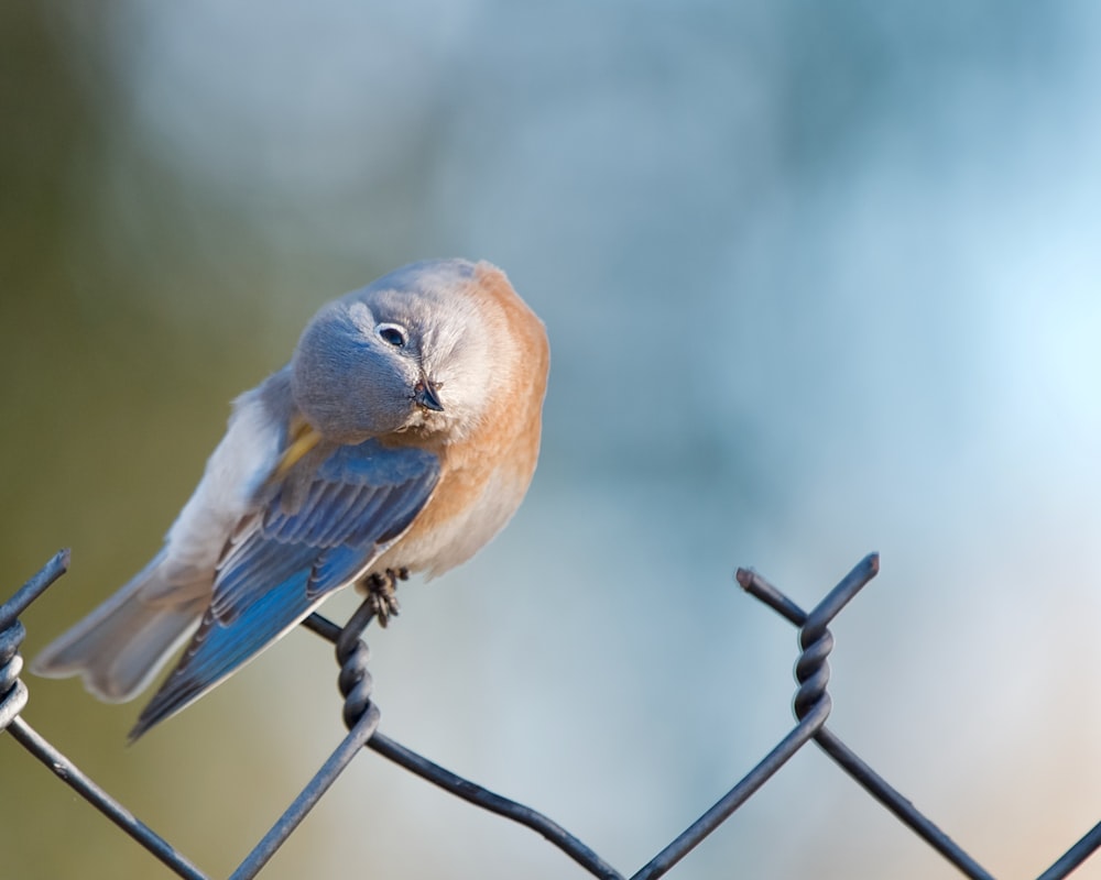 a blue bird sitting on top of a barbed wire fence