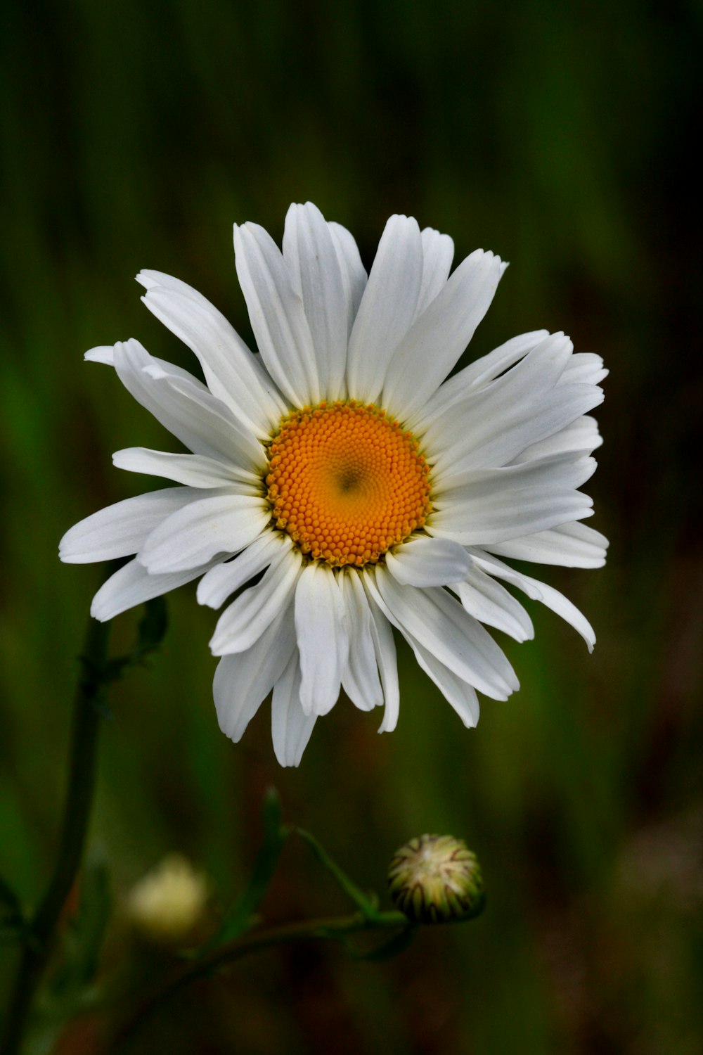 a close up of a white flower with a yellow center