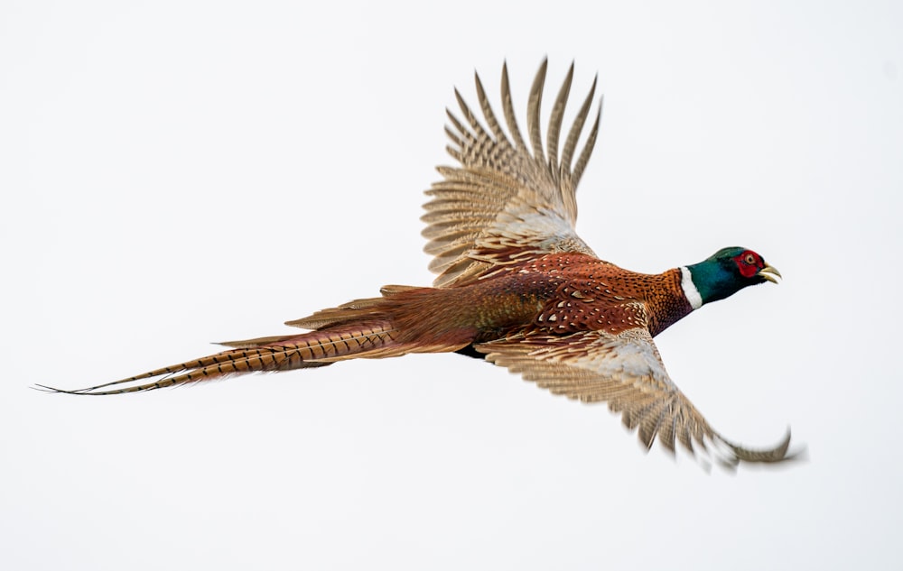 a pheasant flying in the sky with its wings spread