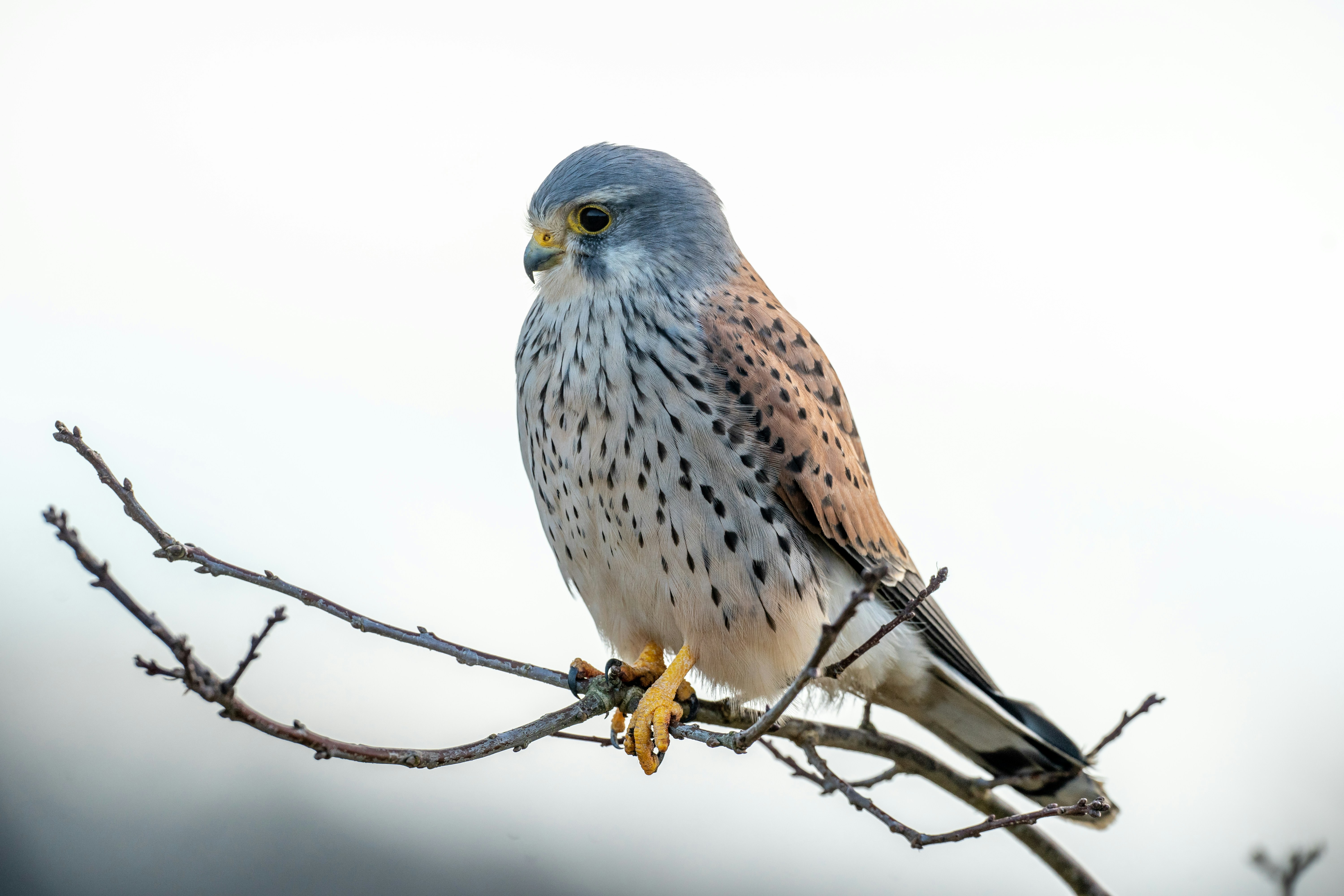 Kestrel
