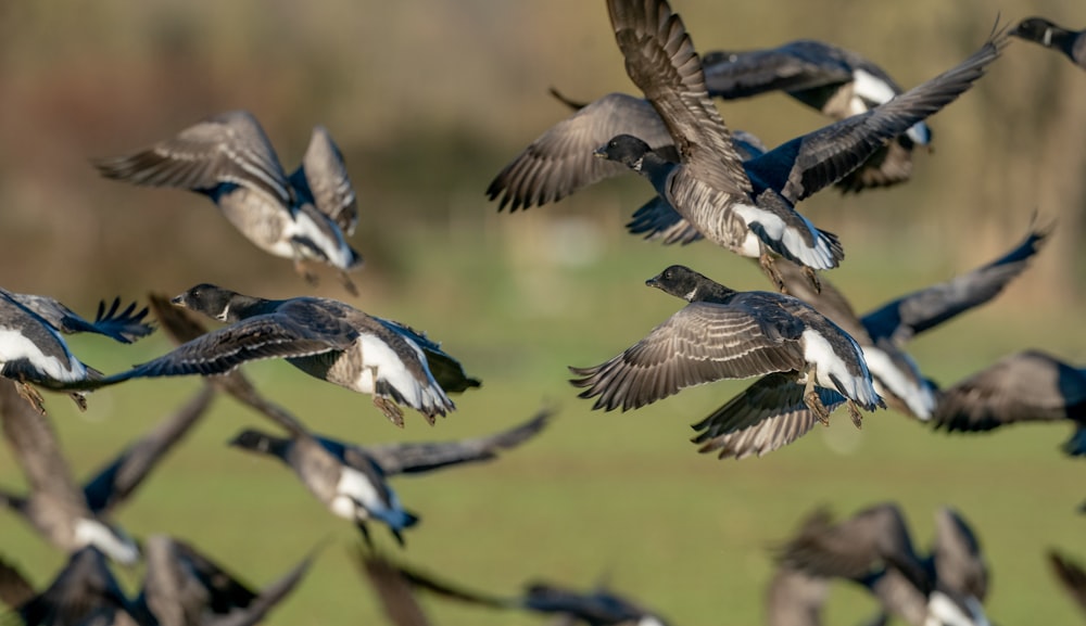 a flock of birds flying over a lush green field