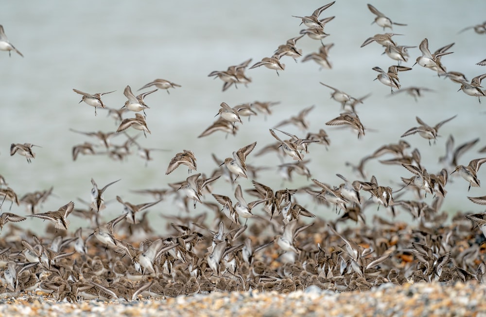 a flock of birds flying over a sandy beach