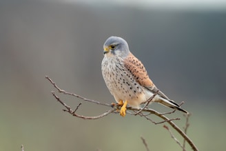 a bird sitting on a branch with a blurry background