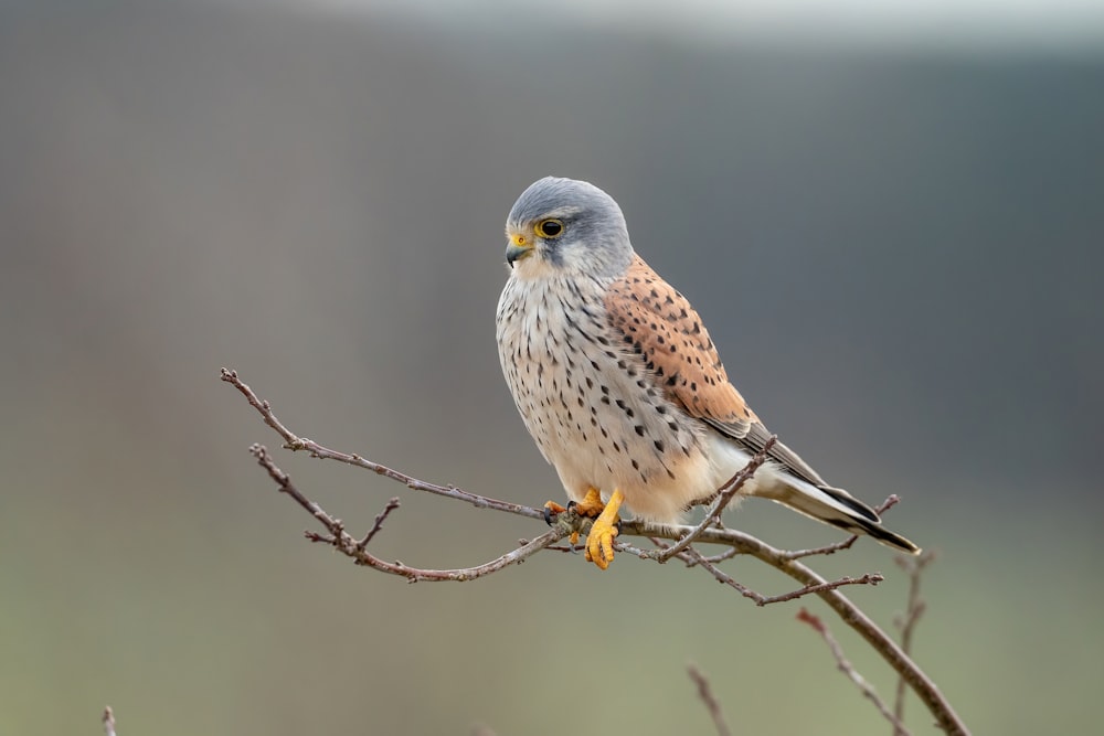 a bird sitting on a branch with a blurry background