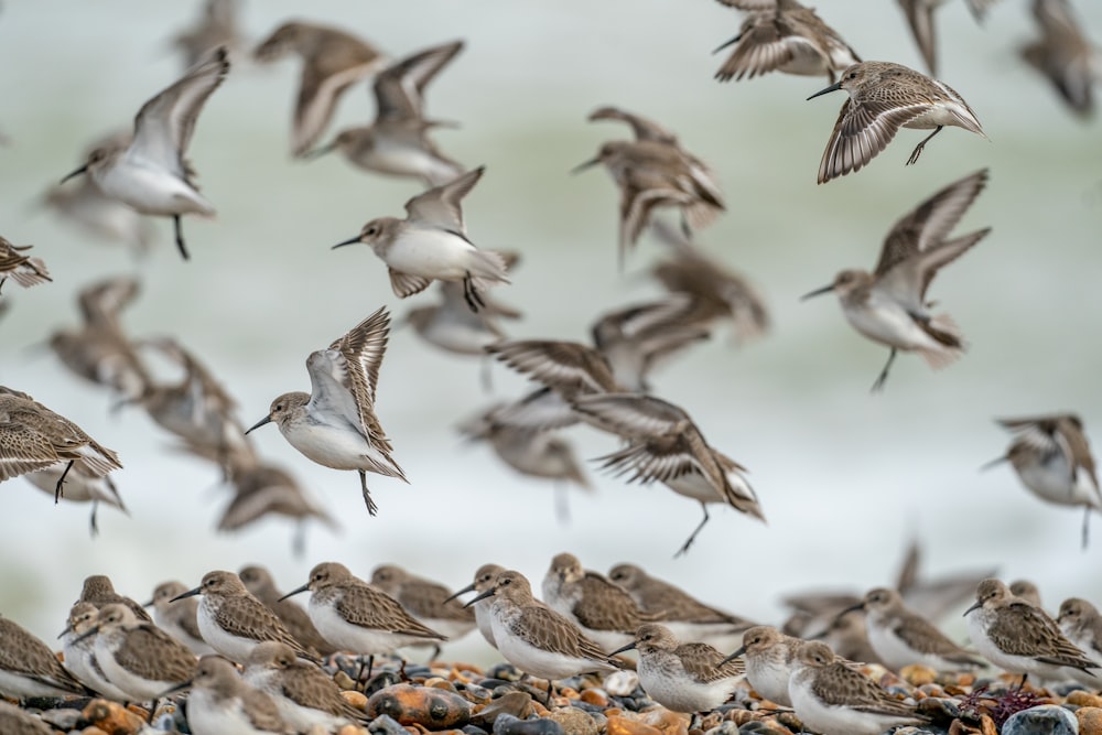 a flock of birds flying over a rocky beach